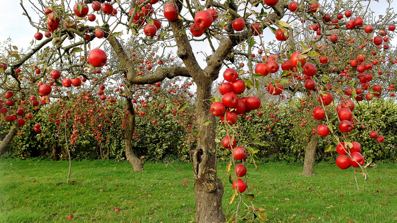 Осенняя подкорма плодово-ягодных кустарников и деревьев